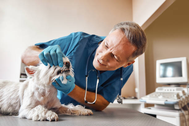 Best Mobile Emergency Dentist in Tomah, WI
